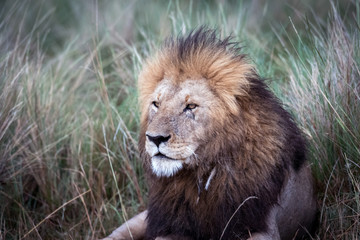Male african lion