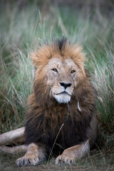 Fototapeta na wymiar Male african lion