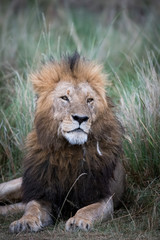 Fototapeta premium Male african lion