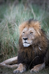 Male african lion