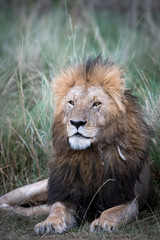 Obraz na płótnie Canvas Male african lion