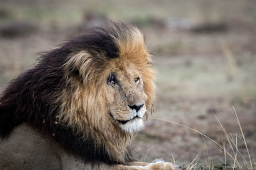 Male african lion