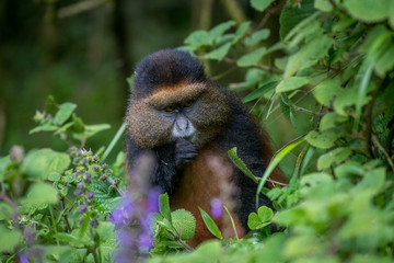 Portrait of golden monkey
