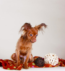 Red-haired with a brown puppy sitting on a beige background. A dog with hairy ears posing in the studio. Long-haired Russian toy terrier. Vertical image.