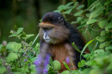 Portrait of golden monkey
