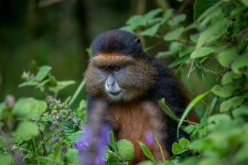 Portrait of golden monkey