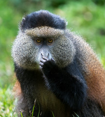 Portrait of golden monkey