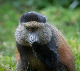 Portrait of golden monkey