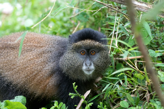 Portrait of golden monkey