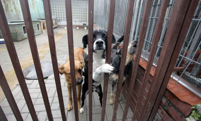 animal shelter - four dogs behind bars