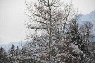 Snow WInter Aspen 