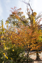 Naklejka premium Hamacho Park in autumn