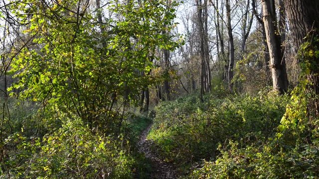 Sentiero per trakking nel parco Sud Milano sulle sponde del Ticino  con i colori di  Autunno