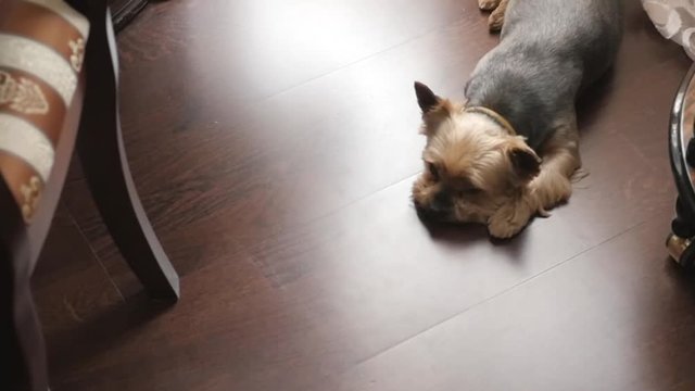 The dog lies on the floor and misses the owner