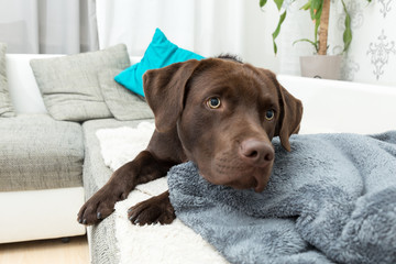 cute labrador lying in a living room
