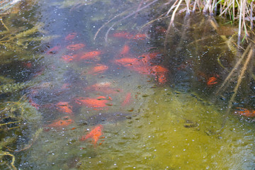 Gartenteich im Winter, Fische unter dem Eis.