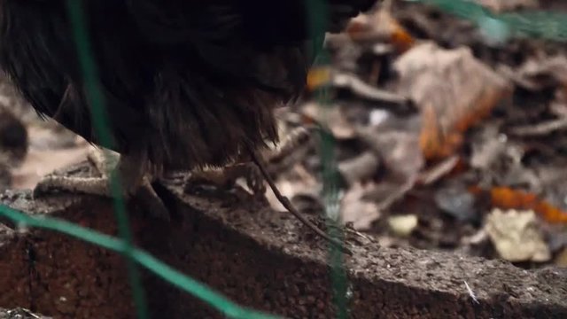 Poules en automne