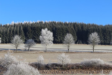 Bäume beim Frost