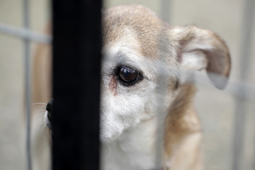 shelter dog - sad eyes