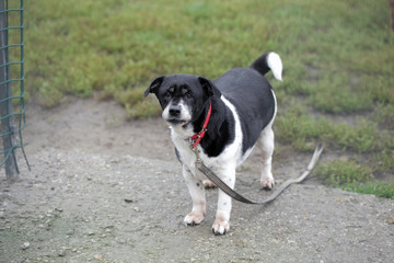 funny dog - mutt on the grass