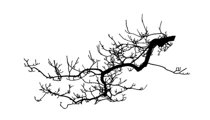Realistic tree silhouette (Vector illustration).ai10