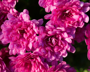 Bright Pink Mums in Autumn