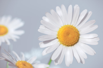 Chamomile among flowers