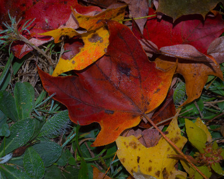 Fall Leaves on Dew Covered Ground