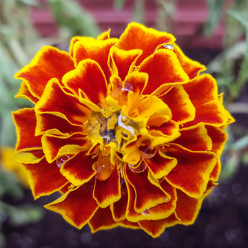 Red and Orange Marigold in Summer Garden