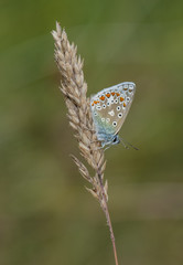 Common Blue Butterfly