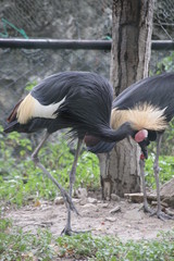 Black Crown Crane