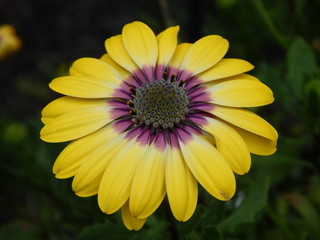 Vibrant African Daisy