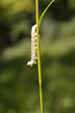 Small Caterpillar Crawling on Grass Stem