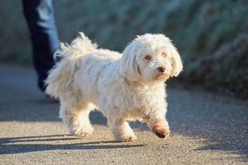 White havanese dog walking on the street
