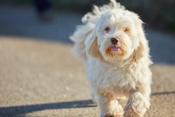 White havanese dog walking on the street