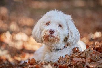 White havanese dog lying tired in the brown leaves in the forest