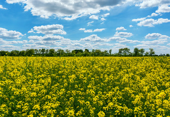 Fototapeta premium Yellow oil rape seeds in bloom. Field of rapeseed - plant for green energy