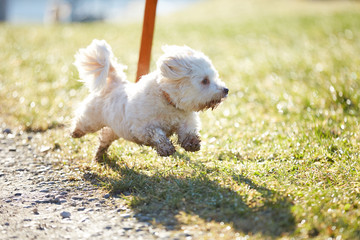 White havanese dog running with high speed