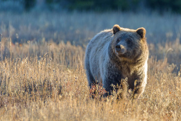 Grizzly 399 in GTNP