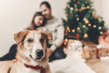 cute funny dog looking in front and happy stylish family in festive sweaters having fun at...