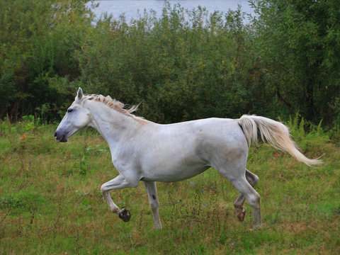 PRE, Pura Raza Espanola, Andalusian horse, stands in tall grass