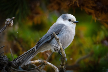 Gray Jay