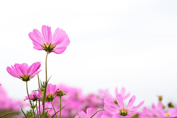 Cosmos flowers in the garden are sunlight in the morning.