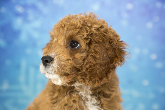 Cockapoo with snowflake background