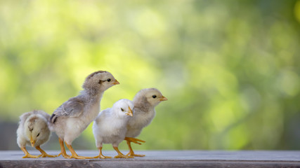 4 yellow baby chicks on wood floor behind natural blurred background
