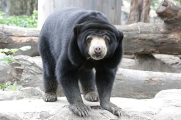 Sun Bear in Thailand