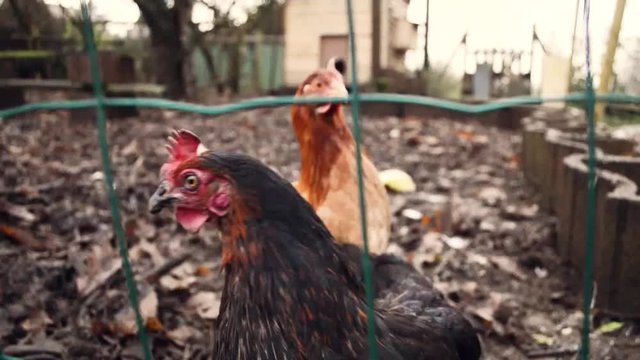Poules en automne 