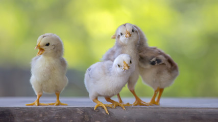 4 yellow baby chicks on wood floor behind natural blurred background