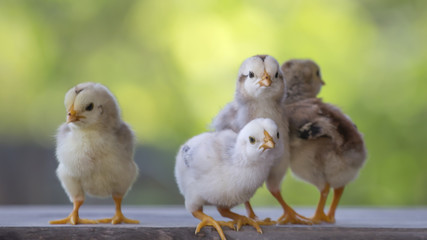 4 yellow baby chicks on wood floor behind natural blurred background © Prasong Takham