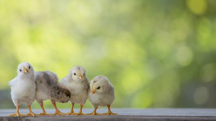 4 yellow baby chicks on wood floor behind natural blurred background